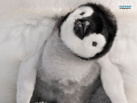 Cute penguin - bird, animal, cute, baby, penguin