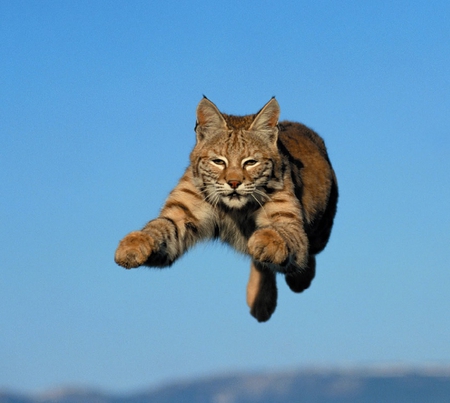 I'll catch you - nature, catch, cat, wild, jump