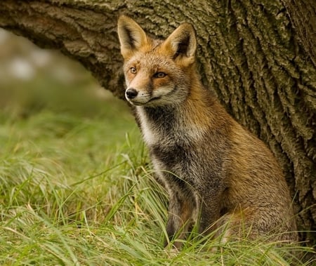 fox - fox, nature, sitting, wild, red