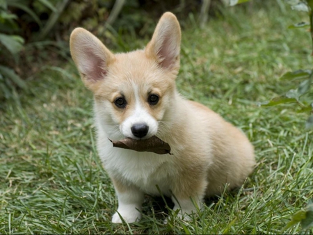 Puppy playing fetch - cute, playful, adorable, puppy