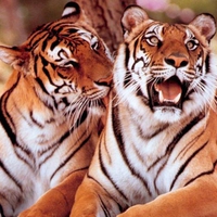 Tigers.