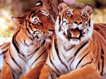 Tigers. - cat, affection, animal, tiger