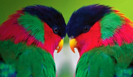 collared lories - red, blue, green, yelloe, black, birds