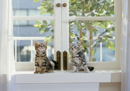 Inquisitive cats. - window, cat, animals, cats, kittens, animal, cute, kitten