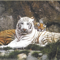 Orange and white tigers.