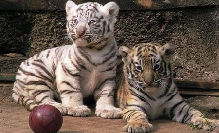 Tiger cubs. - cub, play, cat, animal, ball, tiger