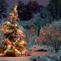 Christmas Tree at Night