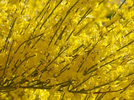 Yellow Blossoms - blossoms, yellow, limbs, tree