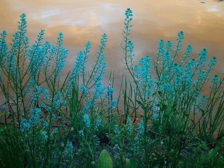 Turquoise Wildflowers