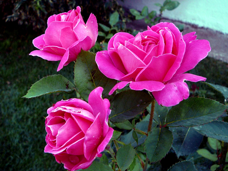 Pink-Roses - roses, beautiful, photgraphy, photo, flower, pink, flowerbed, flowers, nature, garden, rose