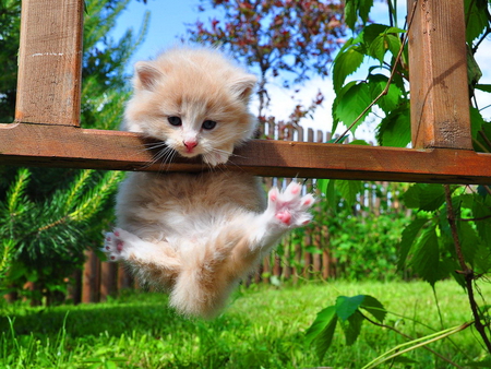 It's a funny day - game, grass, cat, fluffy, kitten, funny, green, animals, kitty