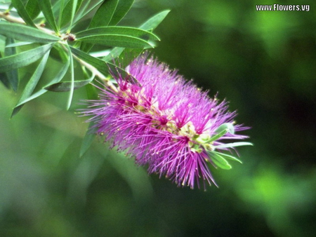 PINK BOTTLEBRUSH - bottlebrush, tree, pink, shrub