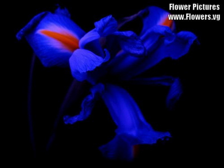 BLUE IRIS ON BLACK - flower, pretty, black, blue