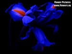 BLUE IRIS ON BLACK