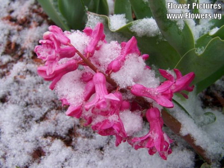 BEAUTIFUL PINK FLOWER IN SNOW - flower, pink, beauty, snow