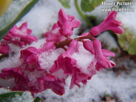 PINK IN WHITE - flowers, white, pink, snow