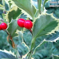 HOLLY BERRIES