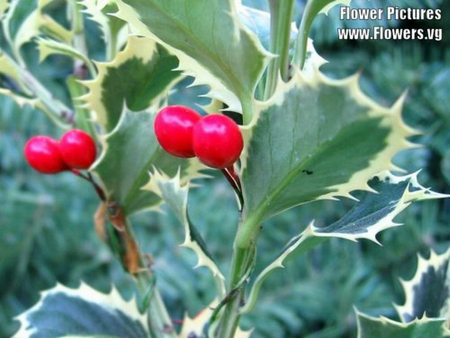 HOLLY BERRIES - berries, holly, plant, christmas