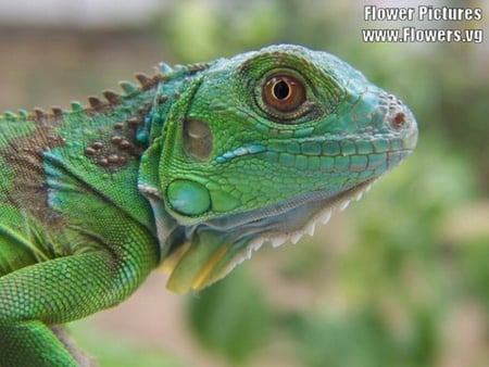 IGUANA - iguana, green, lizard, pretty