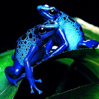 Blue Frogs