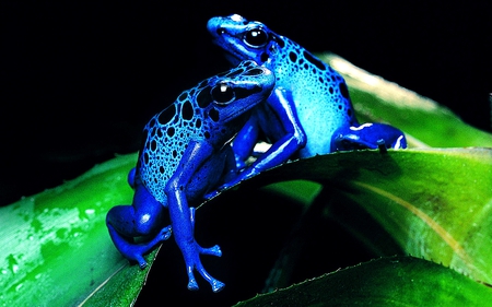 Blue Frogs - frogs, blue, green, leaves