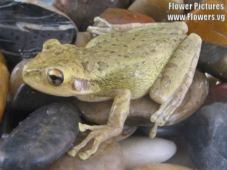 FROG - beautiful, frog, grey, cute