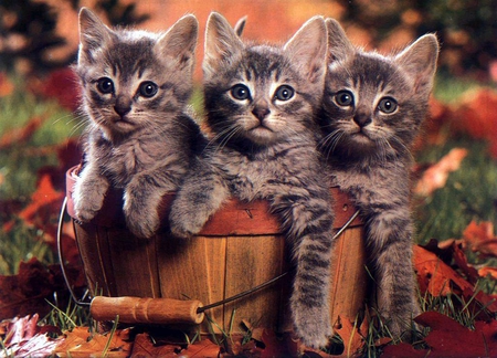 Autumn cats. - fall, animal, autumn, bucket, leaf, cat