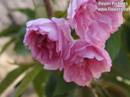 CHERRY BLOSSOM - flowers, cherry, pink, pretty