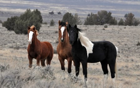 Horses. - field, grass, animal, horse