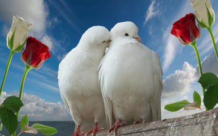 Peace and love... - love, dove, peace, perch, rose, bird, white, symbol, flower