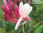 HONEYSUCKLE