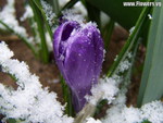 CROCUS IN SNOW