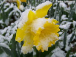 DAFFODIL IN SNOW