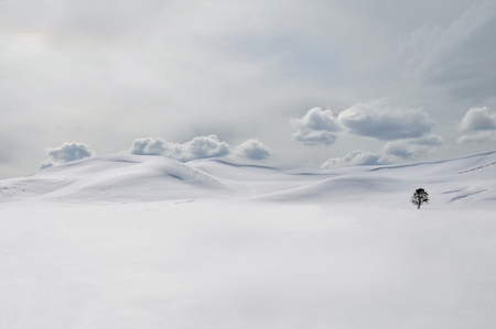 lonely tree in yellowstone - national park, lonely, snow, winter, yellowstone, tree