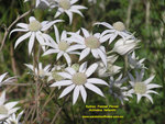 FLANNEL FLOWERS