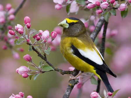 Evening Grosbeak, Montana - blossoms, tree, yellow, bird