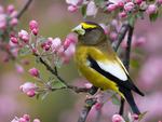 Evening Grosbeak, Montana