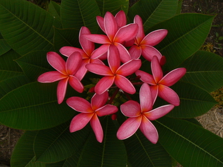 PINK FRANGAPANI - flowers, beautiful, pink, plant