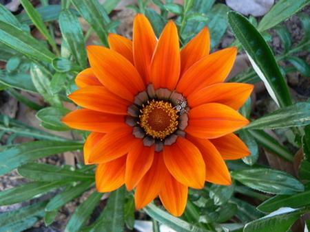 GAZANIA FLOWER WITH TINY SPIDER - beautiful, flower, spider, tiny