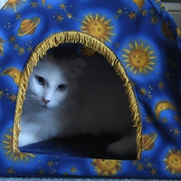 kitty hideout