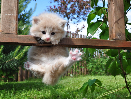 �S.O.S.! - animal, kitten, paw, naughty, grass, fence, sweet, cat