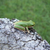 EASTERN DWARF FROG