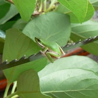 LITTLE FROG ON PRUNING SAW BLADE