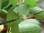 LITTLE FROG ON PRUNING SAW BLADE