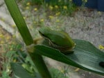 GREEN FROG ON GREEN LEAF