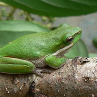 GREEN FROG ON BRANCH