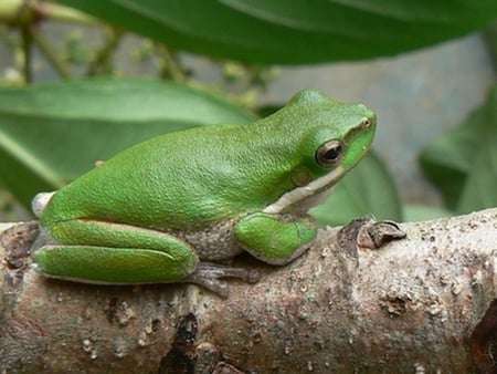 GREEN FROG ON BRANCH - frog, tree, branch, green