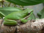 GREEN FROG ON BRANCH