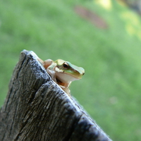 FROG ON FENCE POST