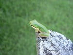 FROG ON POST